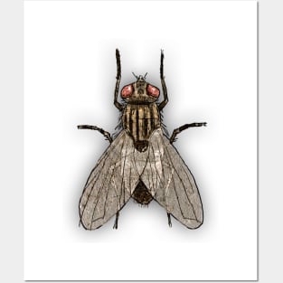 Bugs-16 Housefly Posters and Art